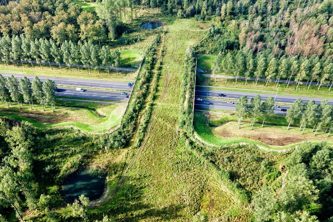 Wildlife Corridor