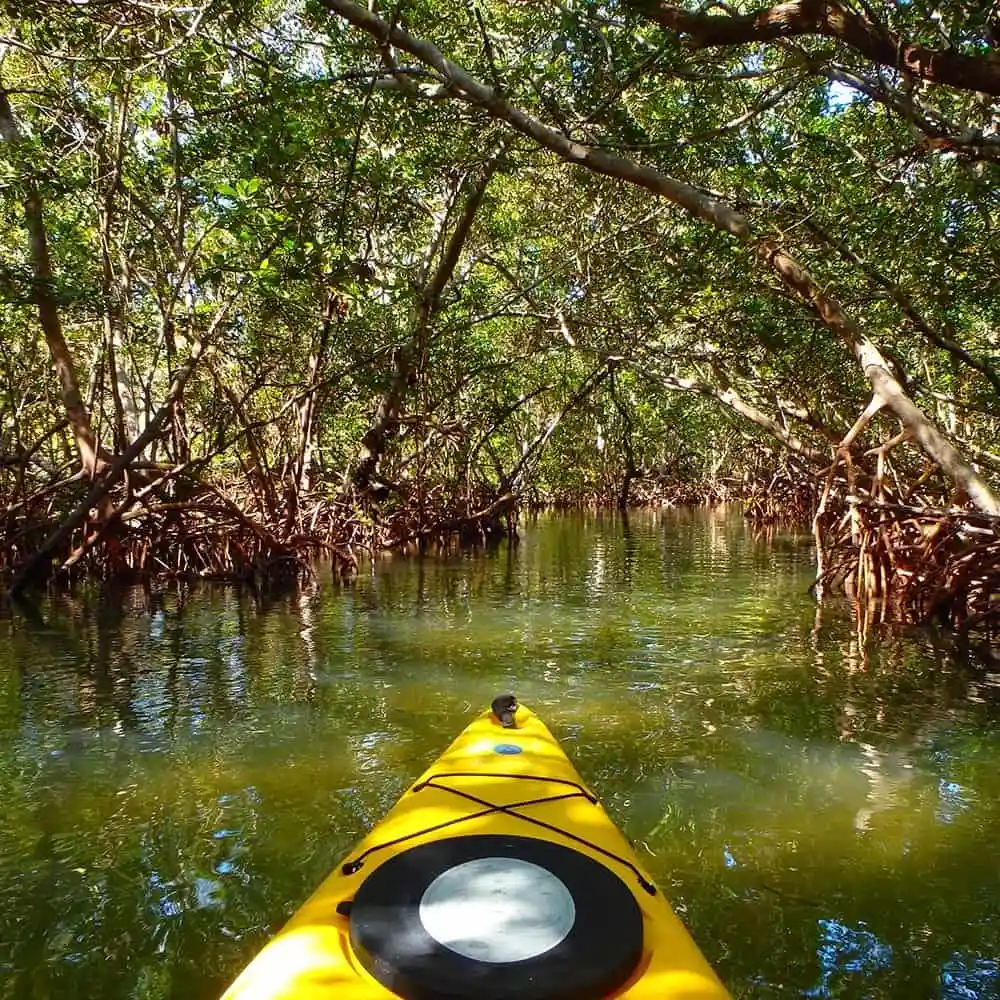 Mangrove Trails