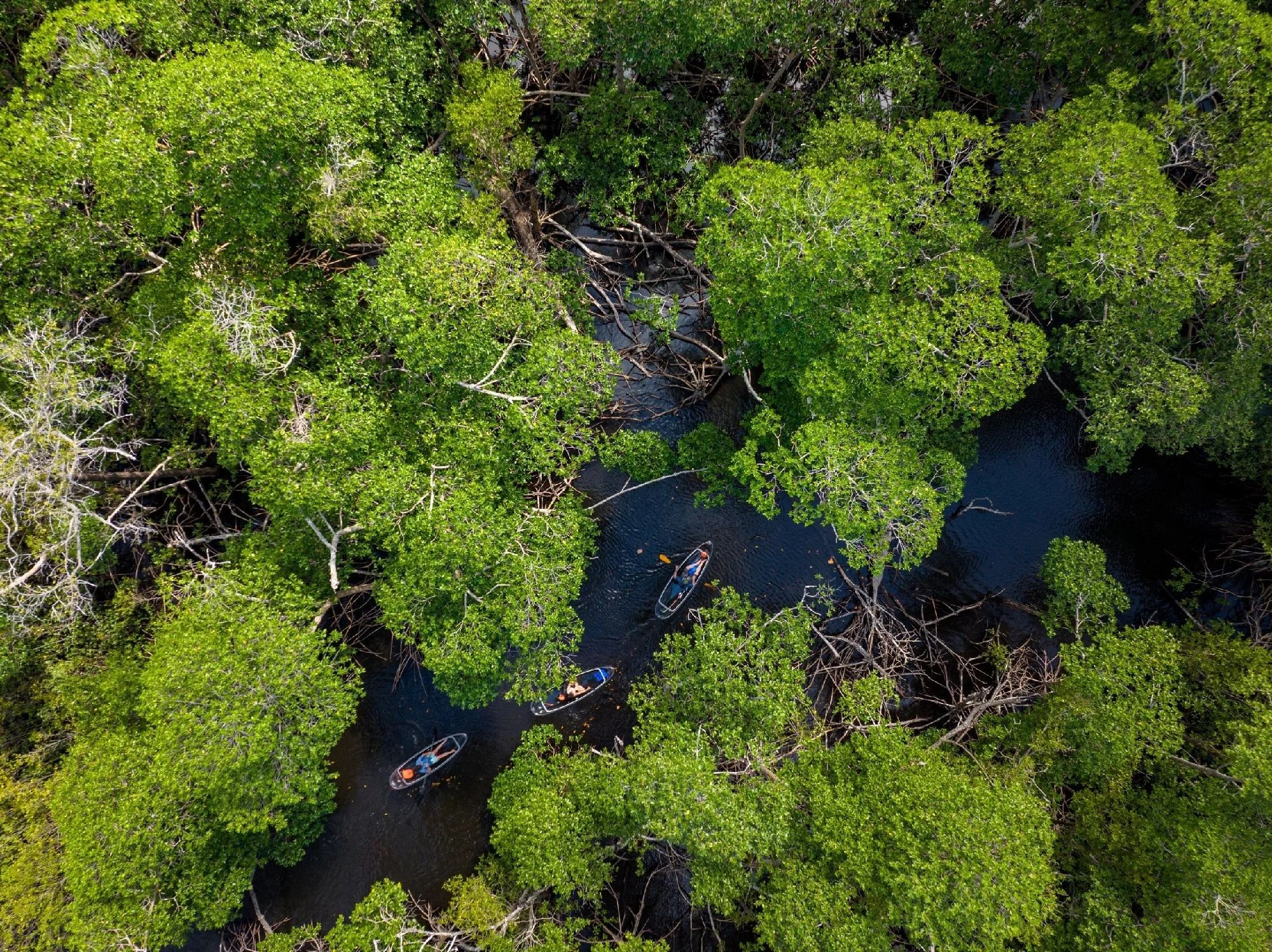 Oleta River Kayak Rental at Florida's Coastal Gem