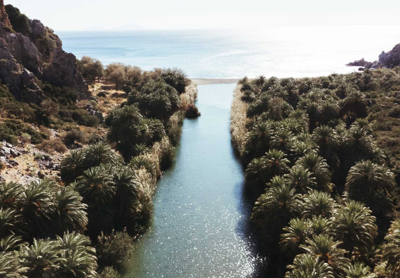 The Palm Forest