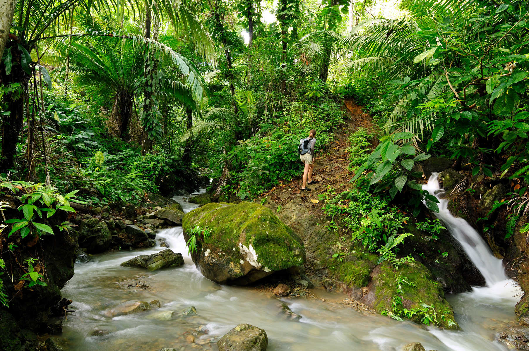 Jungle River Path