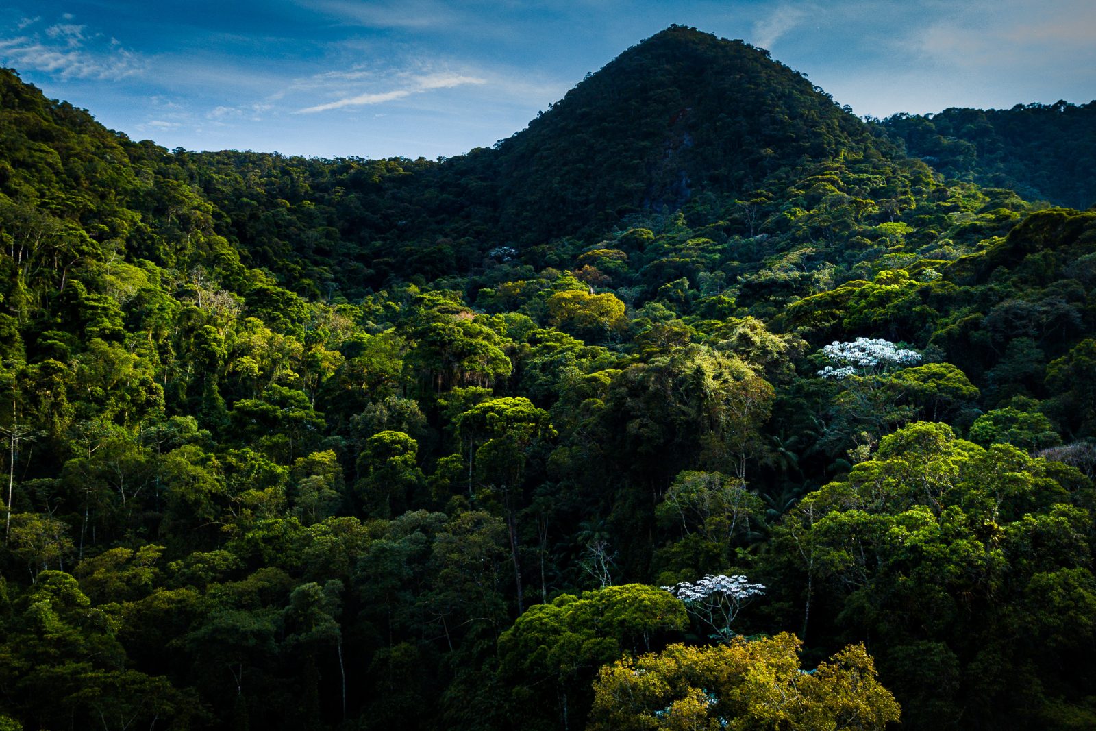 Atlantic Forest Corridor