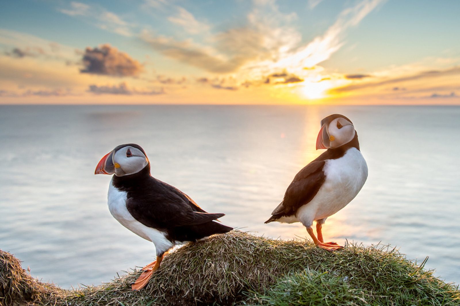 Shetland Puffin Tours