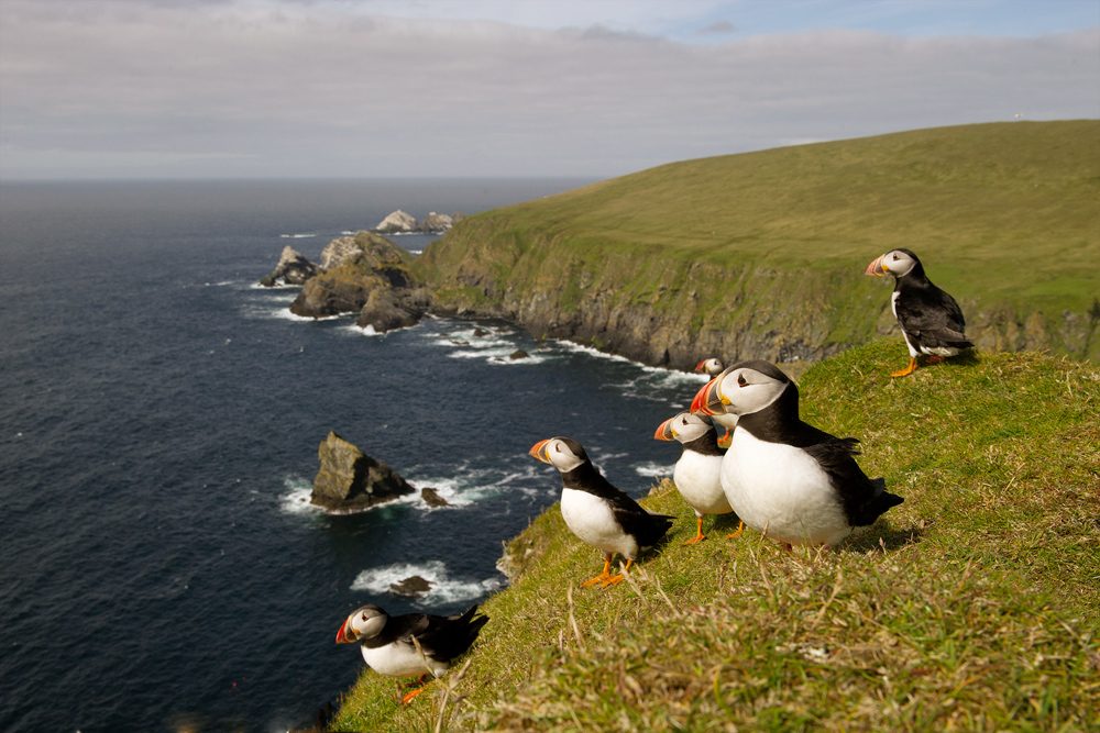 Shetland Puffin Tours by Boat