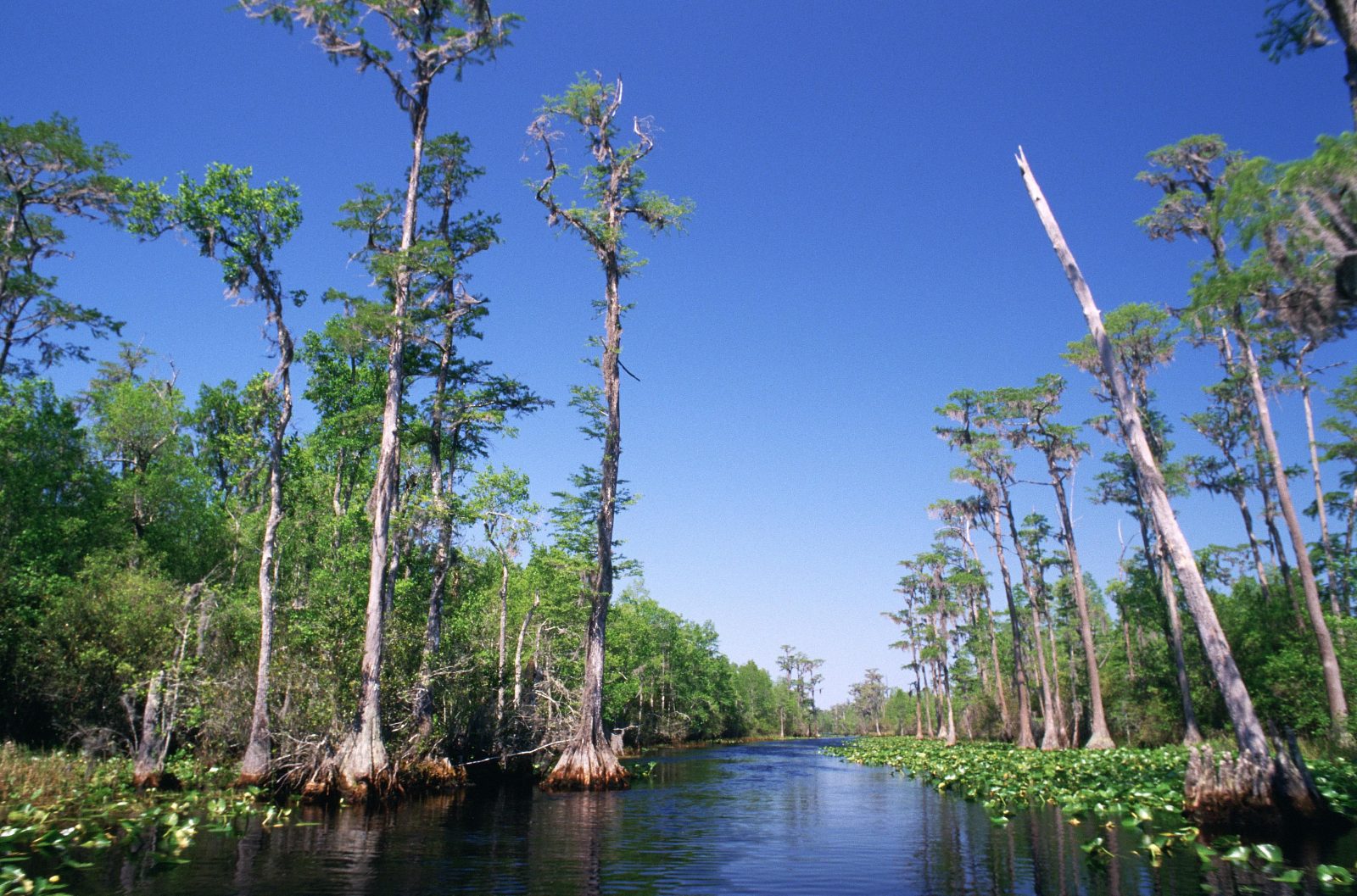 Cypress Swamp Channels