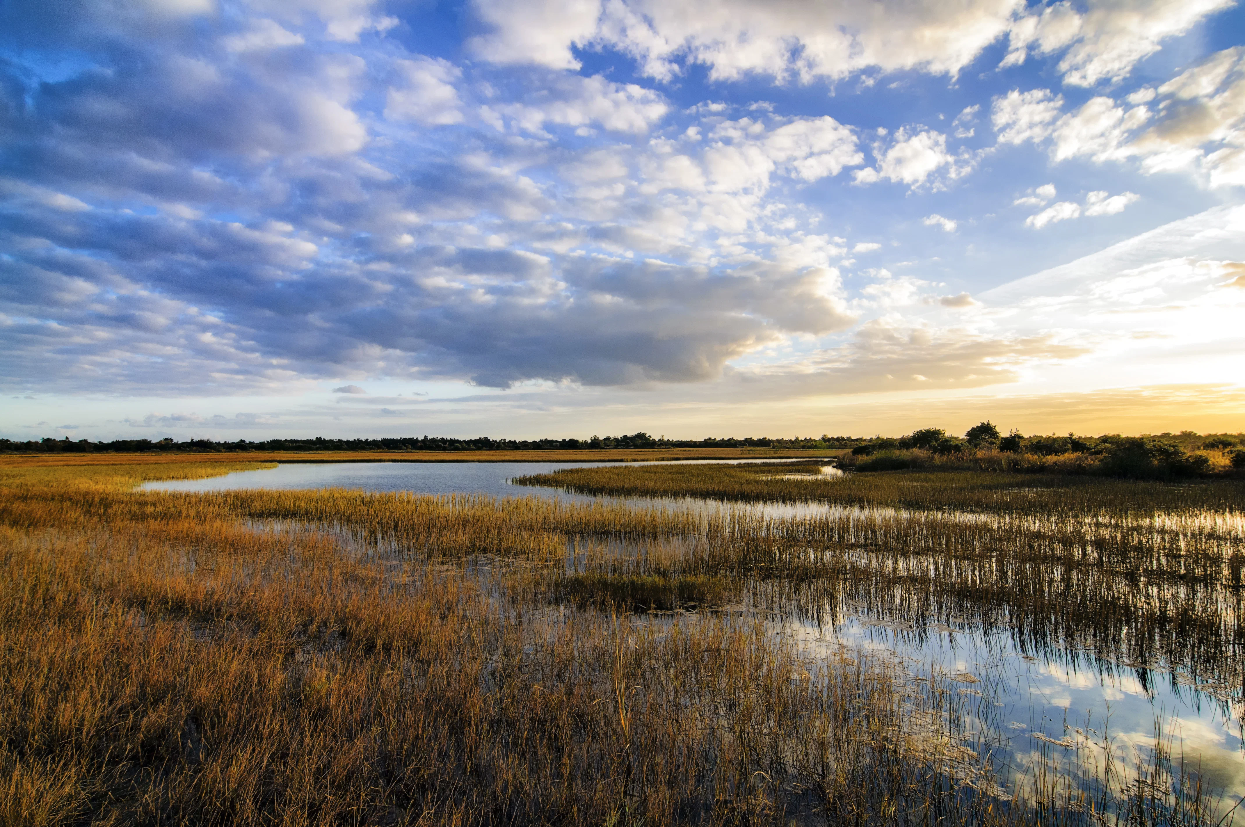 Marshland Habitat