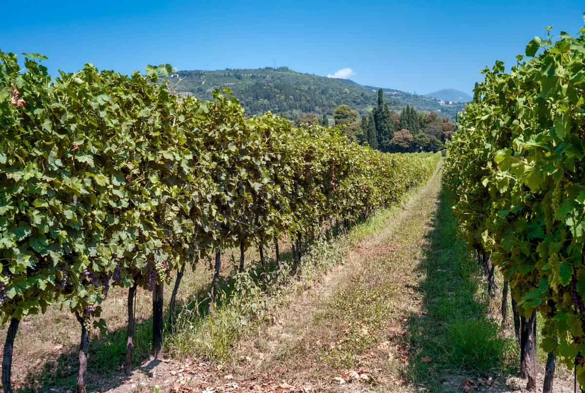Valpolicella Vineyards