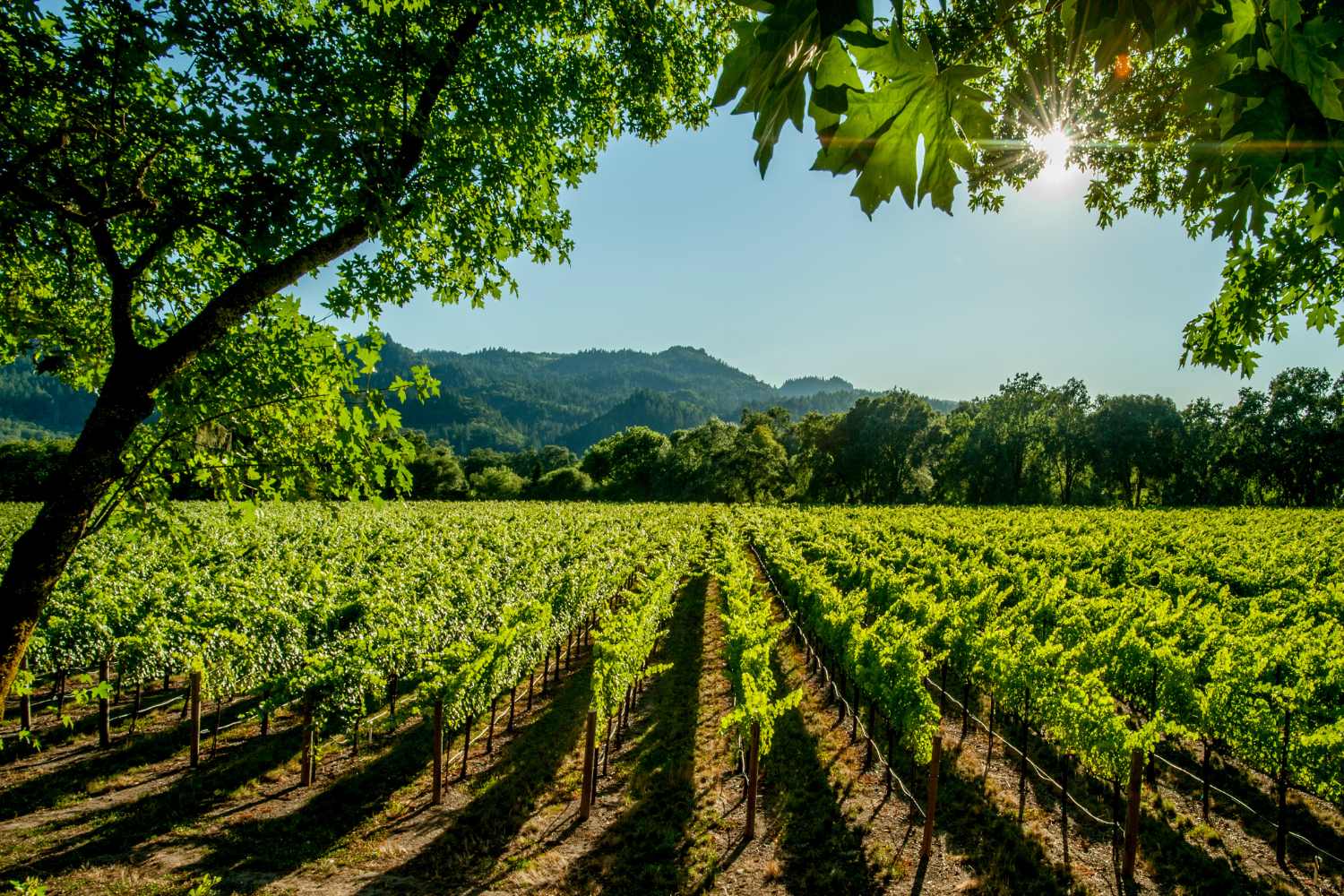 Vineyard Walk