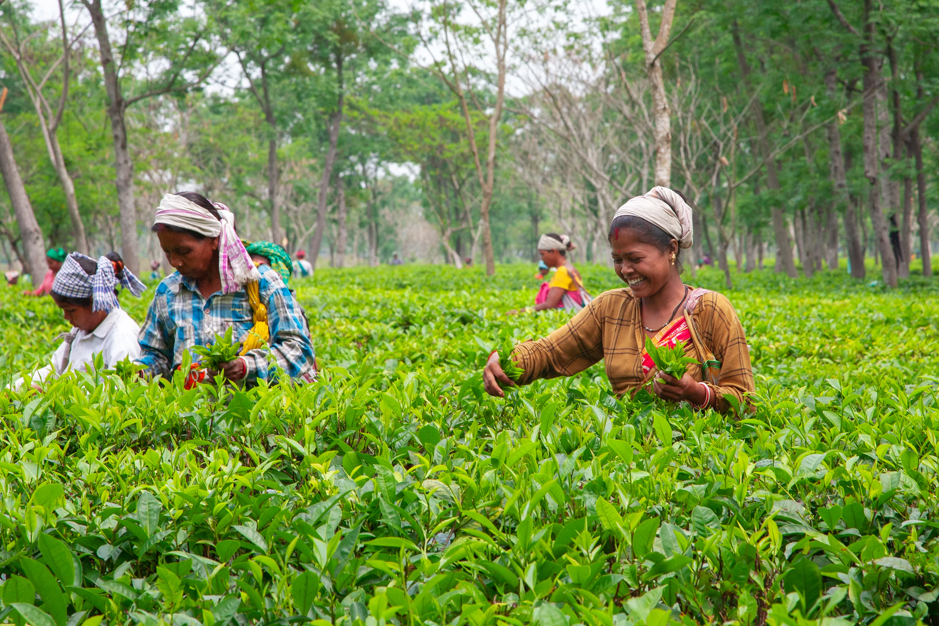 Your experience at Pinglin Tea Tour
