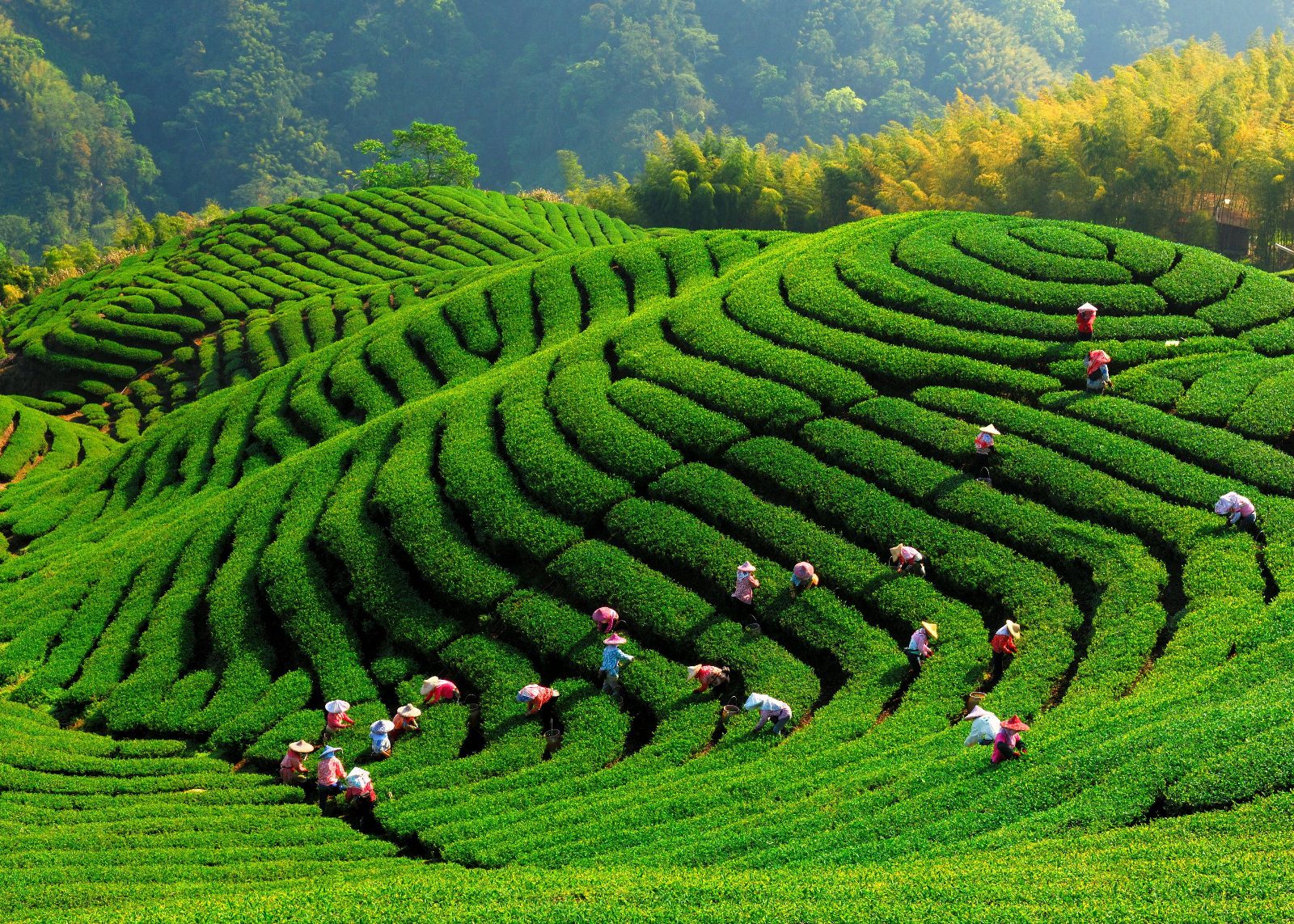 Bagua Tea Garden