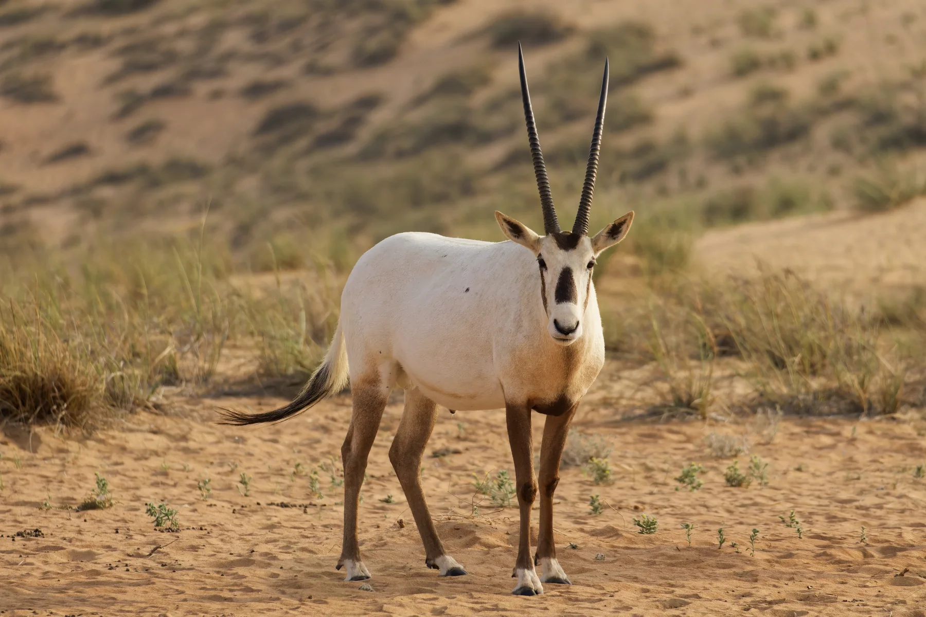 Arabian Oryx