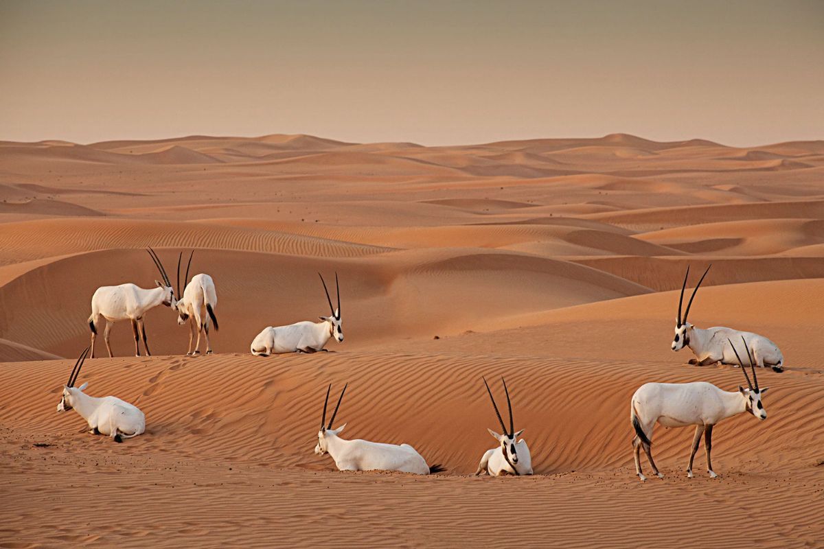 Al Marmoom Desert Conservation Reserve