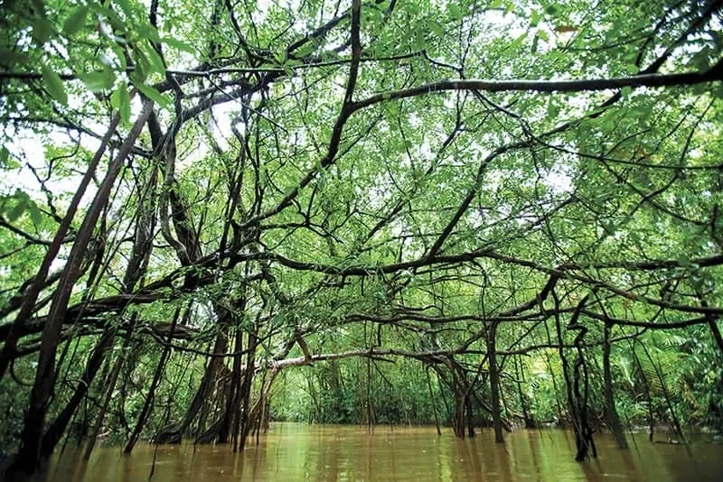 Explore Little Amazon Khao Lak Mangrove Forests