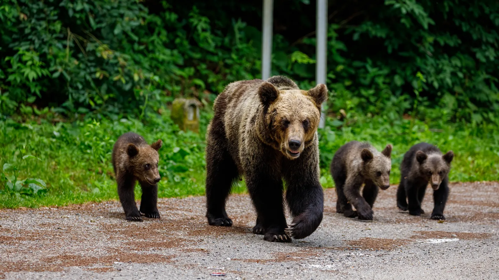Carpathian Bear Watching