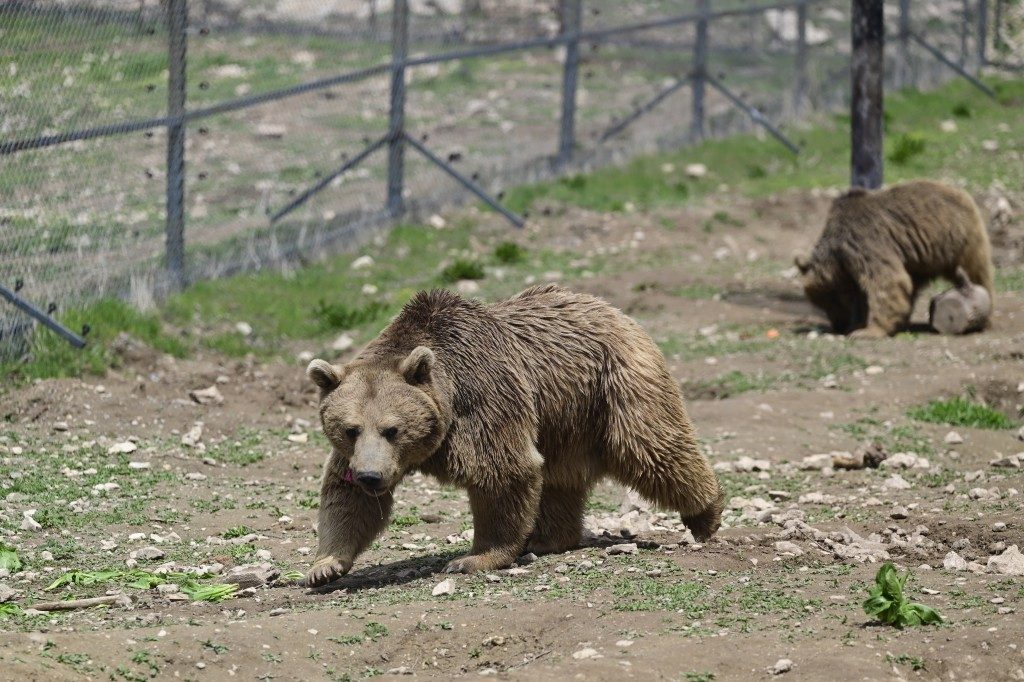 Your experience at Carpathian Bear Watching